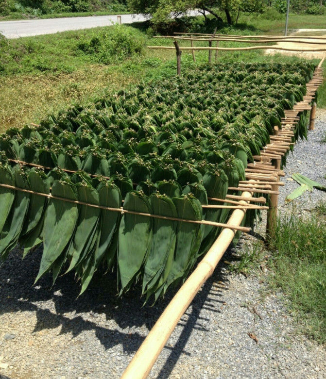 Suşi İçin Kirlilik Yok 30cm Bambu Kuru Yapraklar
